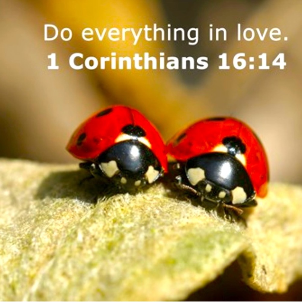 ✨✨✨❤️✨LOVE✨❤️✨✨✨🐞🐞